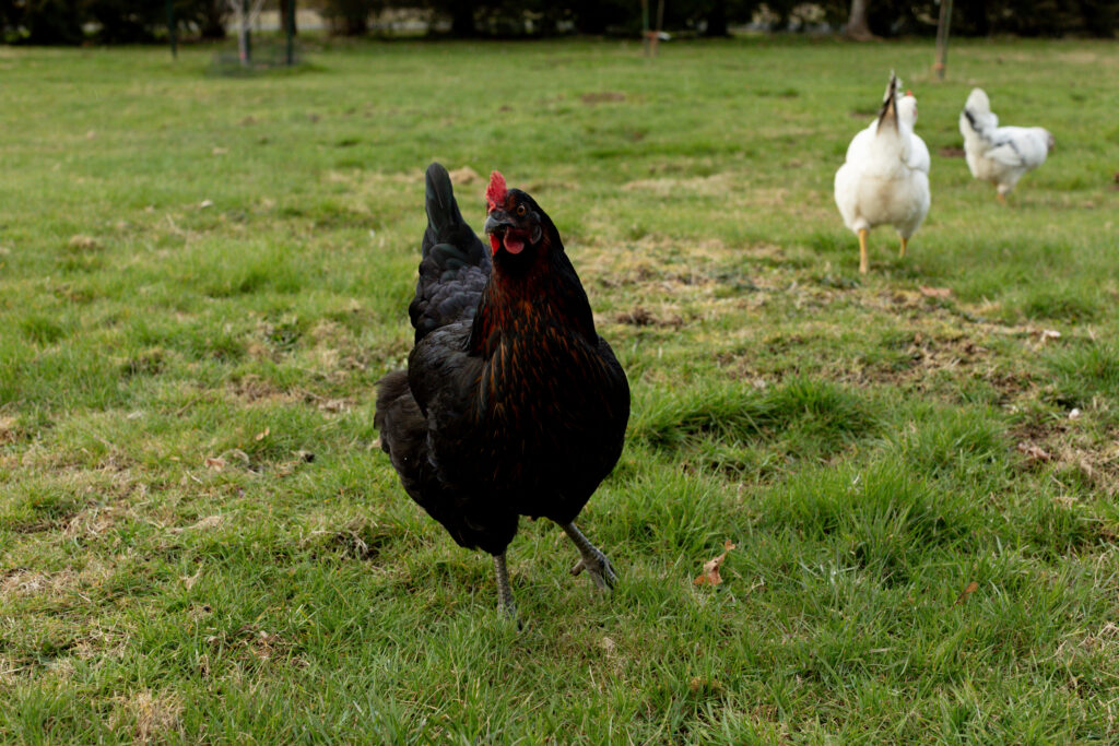 Top Homesteading Podcasts - The Chicken Whisperer